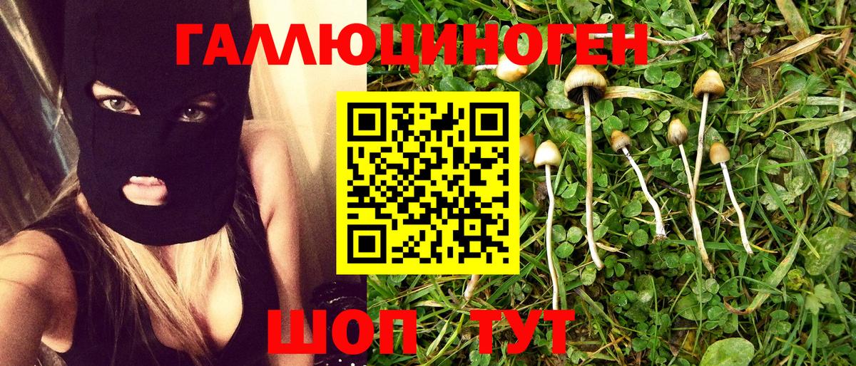 Псилоцибиновые грибы GOLDEN TEACHER Курчалой